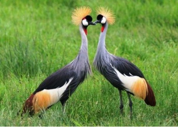 Rwanda Wildlife Conservation Association in collaboration with Rwanda Development Board (RDB) is set to relocate 21 cranes from the residence of former president of Rwanda, Habyarimana Juvenal to Akagera National Park.
