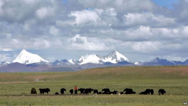 FILE - Herders graze their yak in the grasslands of the high Tibetan Plateau in the county of Naqu, Tibet, China, July 6, 2006.