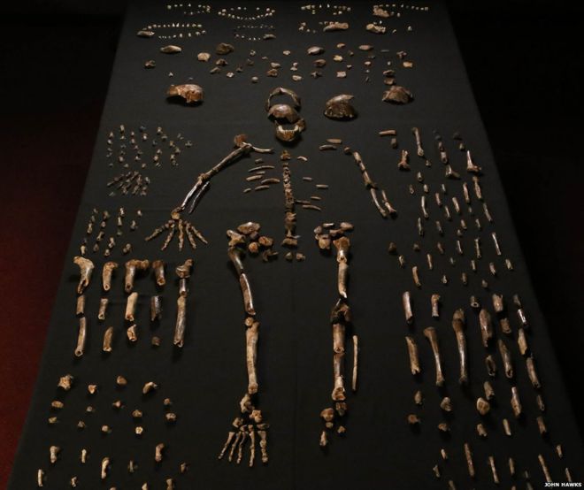 Homo naledi has much in common with early forms of the genus Homo
