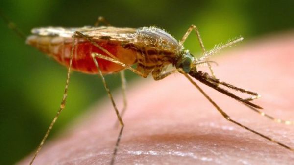 Mosquitoes are spreading agents for the deadly dengue virus