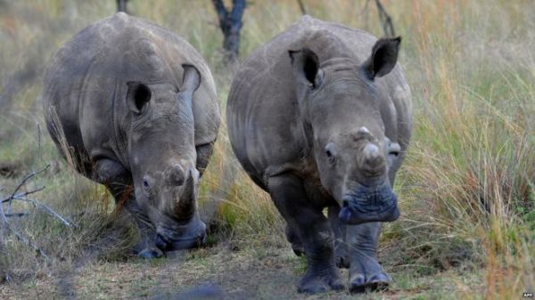 Rhino horns are believed to have medicinal properties although this has never been proven