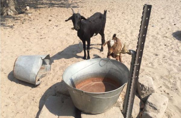 Animals are scouring the baked land for something to eat