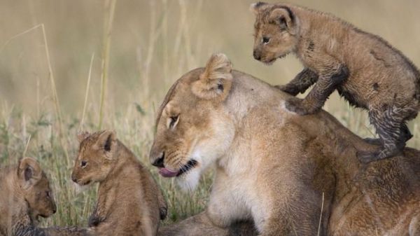 The lions were featured on BBC wildlife programme Big Cat Diary in 2007