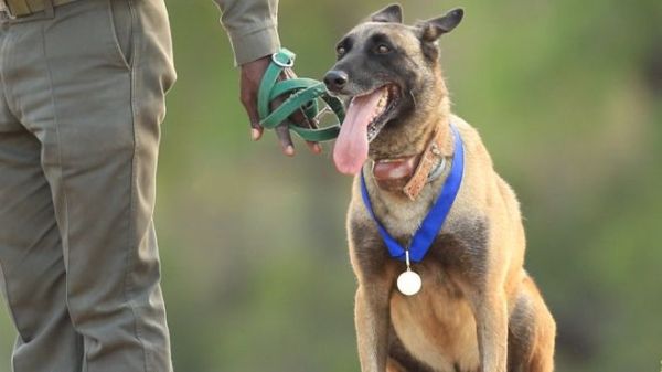 K9 Killer is a five-year-old Belgian Malinois who risks his life tracking poachers
