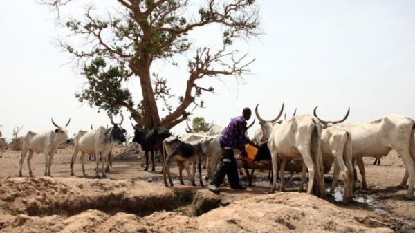 The closure of Gamboru market has affected the cattle trade in the region