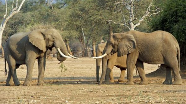 The men were on patrol in Mana Pools, a conservation area in northern Zimbabwe