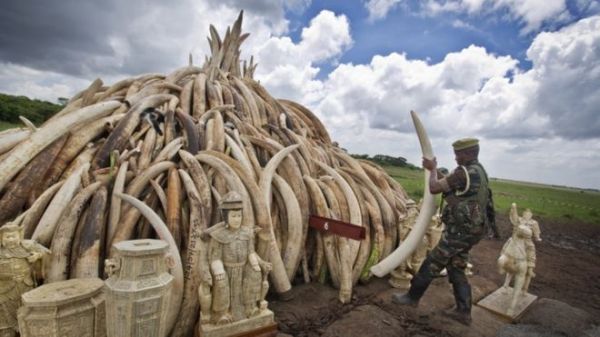 Kenya will incinerate all its confiscated ivory