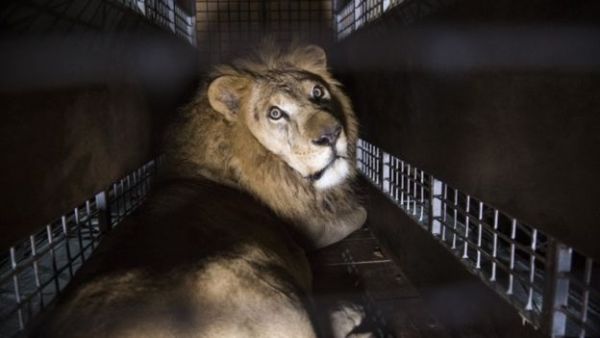 The lions were flown for more than 15 hours from Peru to Johannesburg airport.