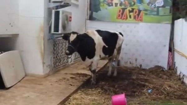 Pamela the cow awaits her new owners at the gaming company's headquarters