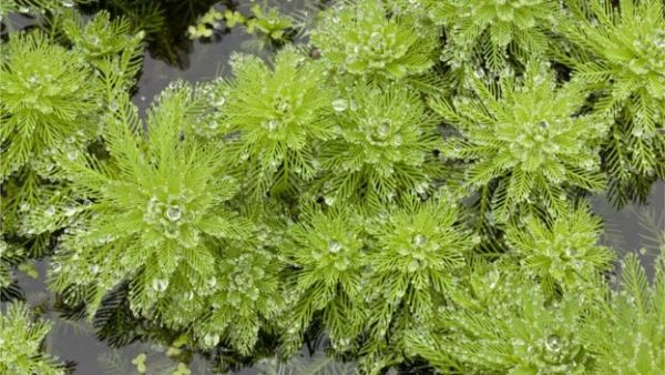 Invasive species, such as parrot's feather, have also been catalogued by the report