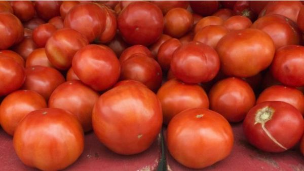 The richest man in Africa has stopped making tomato paste