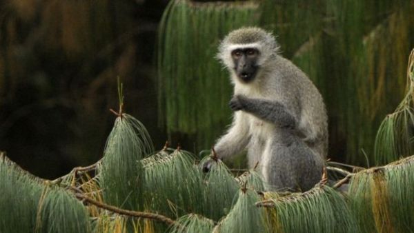 The monkey appeared to be a vervet monkey, which is native to Kenya