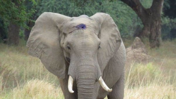 The elephant is believed to have been wandering around injured for up to six weeks