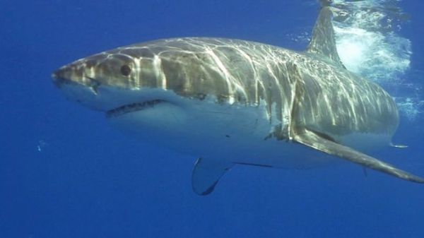 South Africa's numbers of great white sharks are alarmingly low