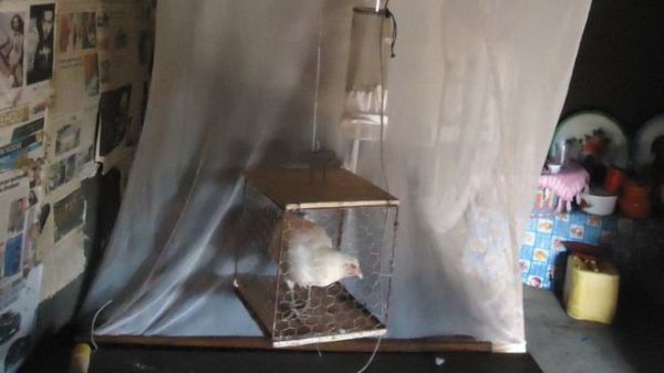 Live chickens as well as compounds extracted from chicken feathers were used in the experiments