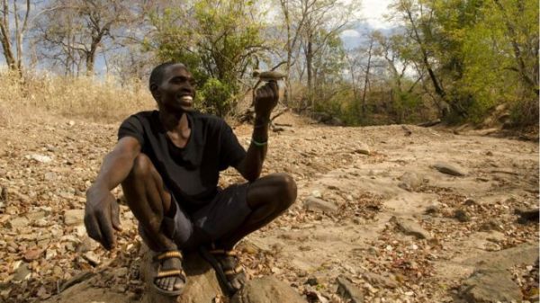 Honeyguides flutter from tree to tree ahead of the hunters