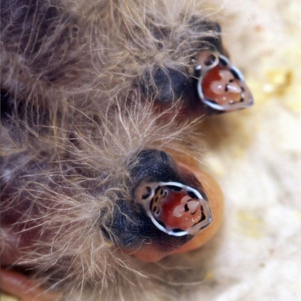 This is the first study to show an effect of prenatal calls on chicks' physical development