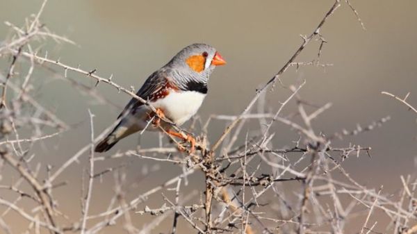 The finches live in the desert, where adjusting to temperature is critical