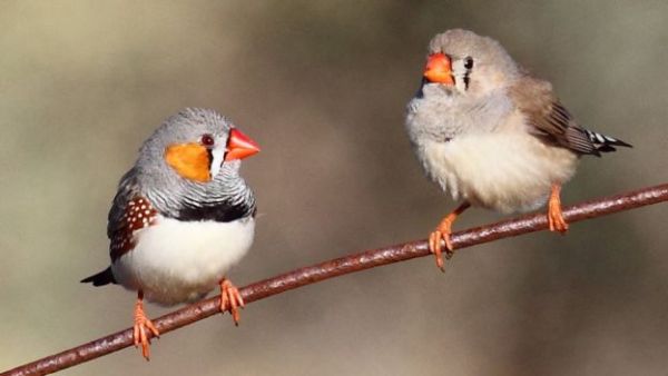 Preparing their offspring for warmer conditions could help the species adapt to climate change