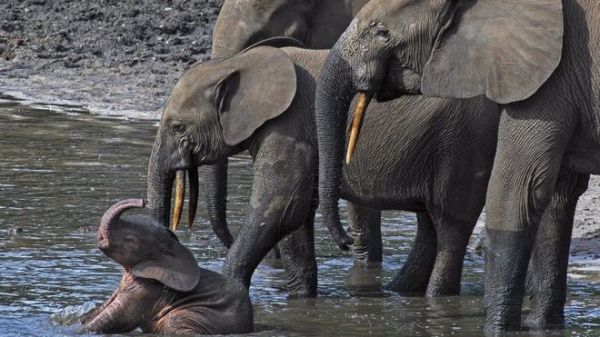Scientists found that forest elephants start to breed at around the age of 23