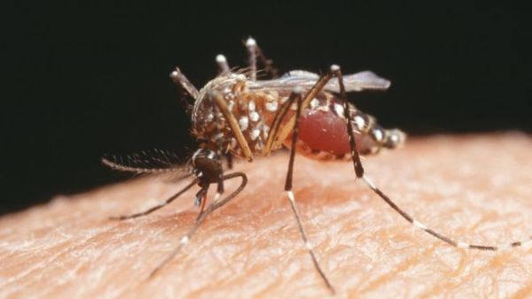 The Aedes aegypti mosquito is known to transmit Zika virus