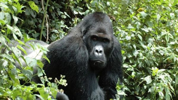 The eastern gorilla is now on the endangered species list
