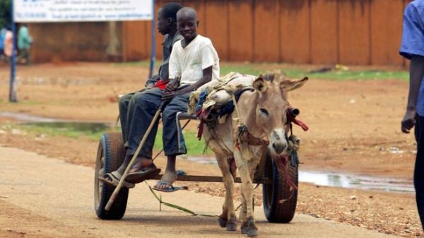 A donkey in Niger now costs up to $145, when it used to cost about $34