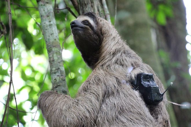 The researchers have monitored more than 1,000 individual animals
