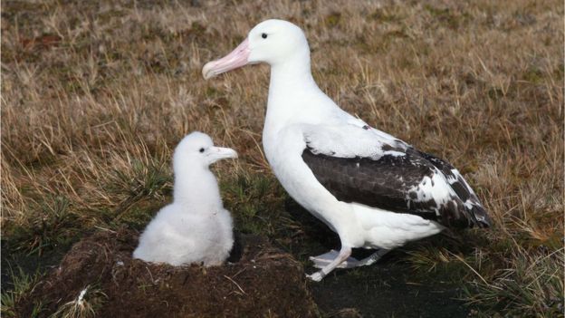 The tags brought to light previously unknown hunting techniques of the wandering albatross