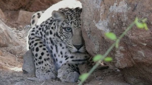 Tags like the one on this leopard's collar can reveal otherwise hidden behaviours