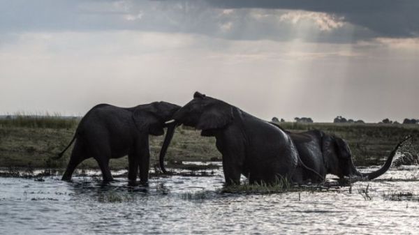 Elephants in Botswana, which has more of the animals than any other country in Africa