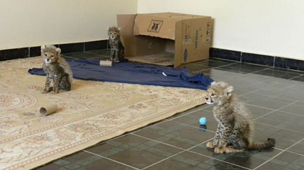 The lucky ones: These young cheetahs were rescued