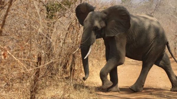 The illegal trade in ivory has seen elephant numbers plummet