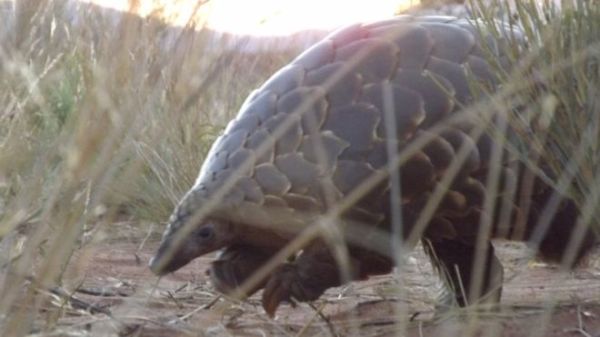 Pangolins are found all over African and Asia but their numbers have plummeted because of illegal trade