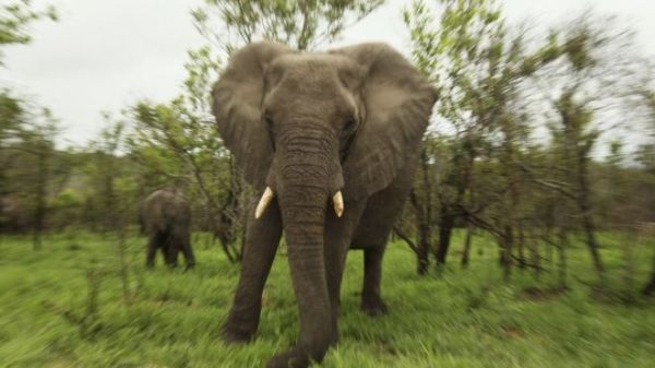 The new resolution is seen as an important step towards closing all domestic ivory markets