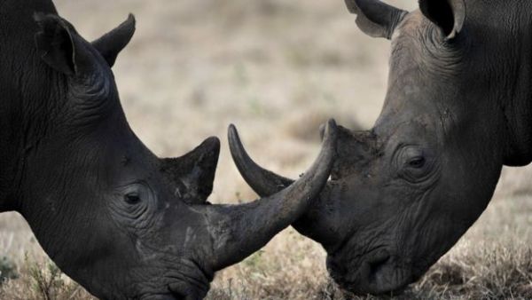 Rhino poaching has soared over the past nine years