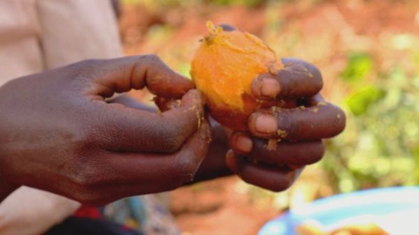 The orange-fleshed sweet potato provide a valuable source of calories and nutrients for millions of people
