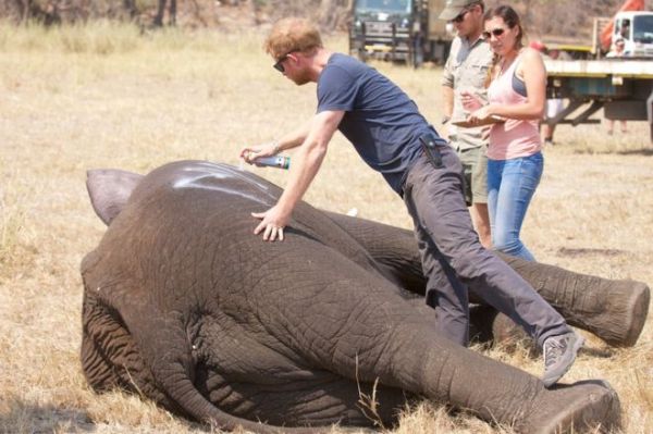 Prince Harry: "Marking one of the young males so that he is easily identifiable when the family group is released back into the bush and we can keep them together. The spray paint disappears after a few days."
