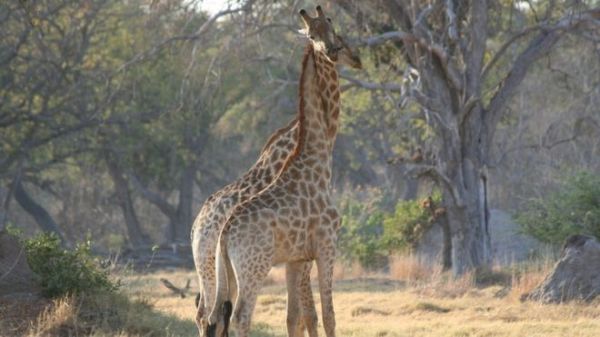 A combination of factors has helped drive down giraffe populations in many parts of Africa
