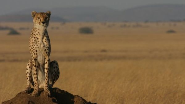 Protected parks and reserves for cheetahs are not sufficient as the animal ranges far beyond these areas