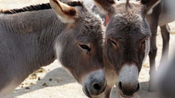 Donkey hides are prized in China for supposed medicinal properties
