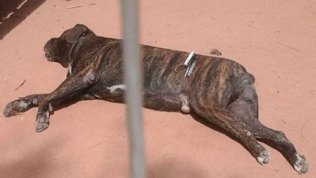 The dog was owned by the president's sister and was kept within a compound