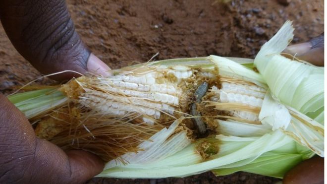 The armyworm burrows into cobs