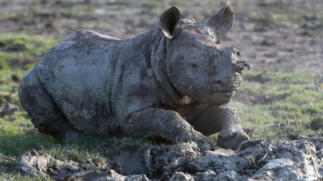 More than 700 rhinos were killed in South Africa in the first half of last year