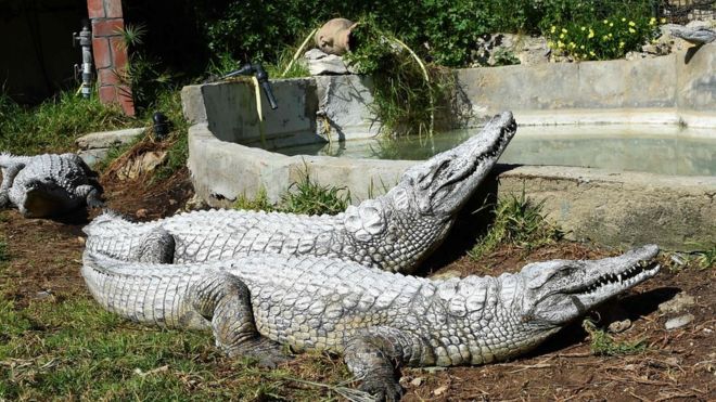 Belvedere Zoo has long faced problems with litter and visitors' behaviour