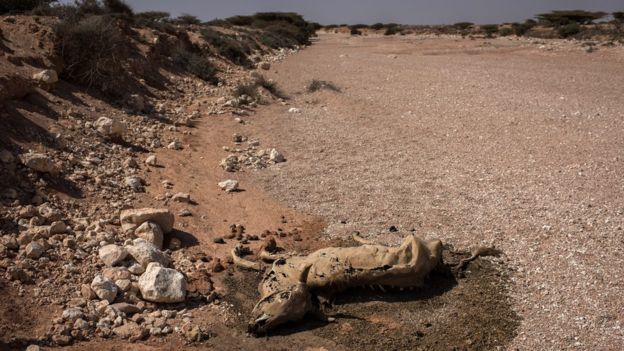 As water becomes scarce, animal carcasses - like this cow- are a common sight