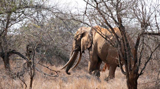 One of the park's elephants, photographed in 2009. It takes decades for ivory tusks to grow to "giant tusker" size