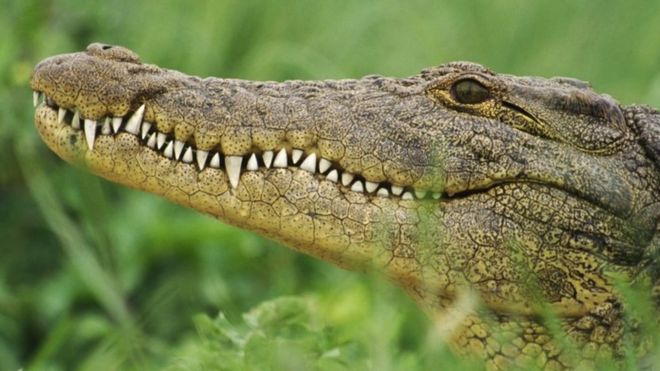 Nile crocodiles lurk almost totally submerged in the water as they lie in wait for passing prey