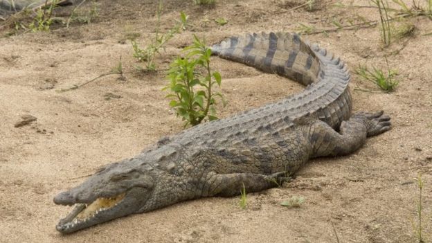 The Nile crocodile is on of Africa's most feared predators