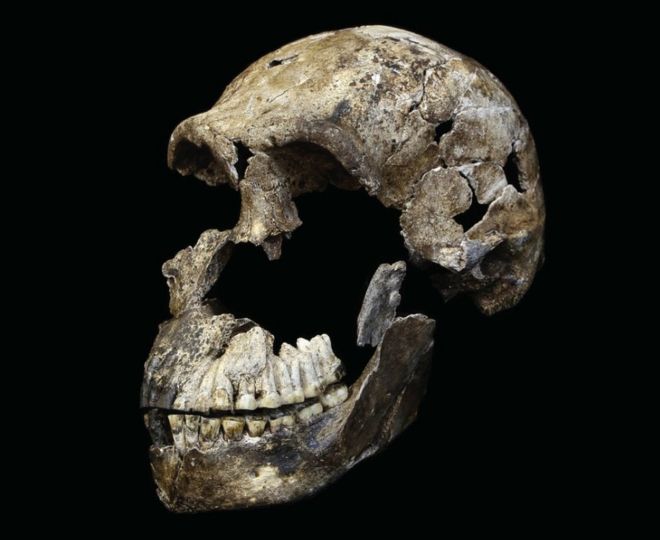 The male H. naledi specimen named "Neo", after being freed from the surrounding matrix